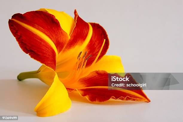 Foto de Daylily Hemerocallis e mais fotos de stock de Amarelo - Amarelo, Branco, Cabeça da flor