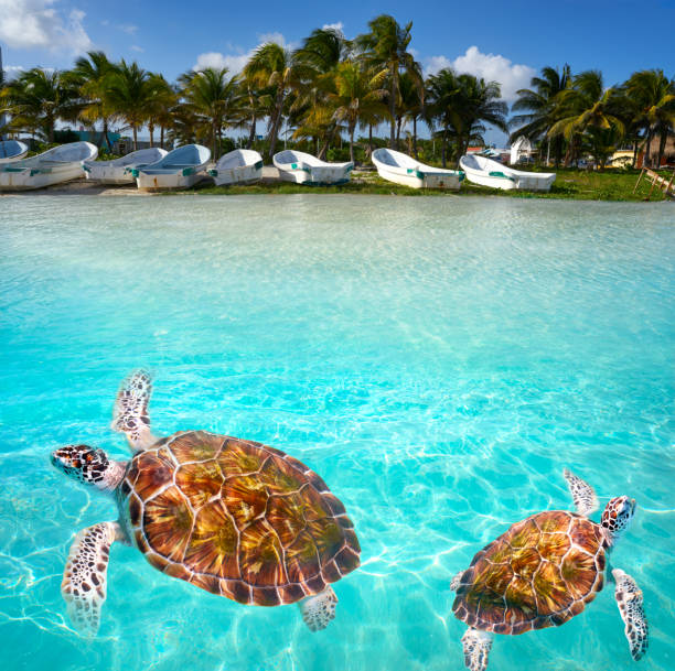 istock Mahahual Caribbean beach turtle photomount 913696478