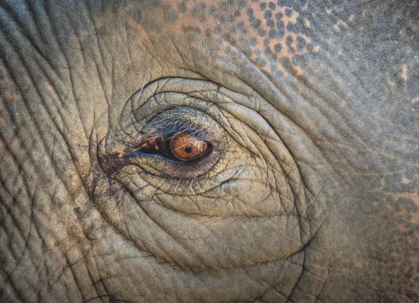 istock Close-Up : The Eye Of Thai Elephant 913696544