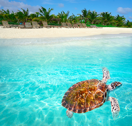 Mahahual Caribbean beach turtle photomount in Costa Maya of Mexico