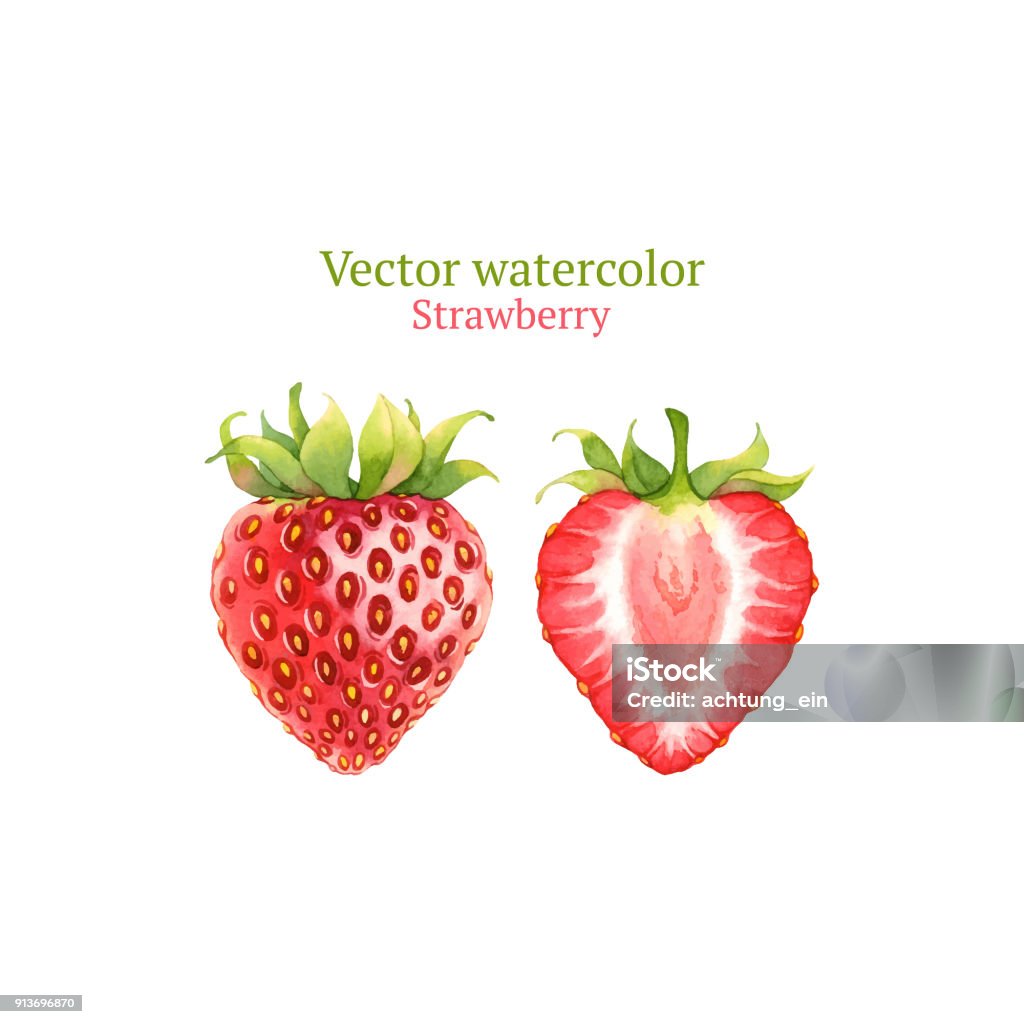 Strawberry Watercolor vector strawberry Strawberry stock vector
