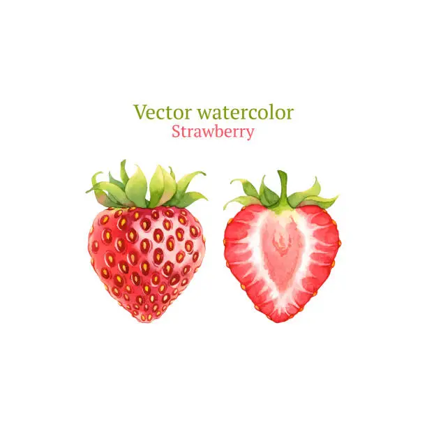 Vector illustration of Strawberry