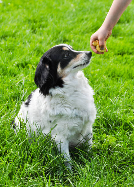 istock black and white dog asking for food 913696872