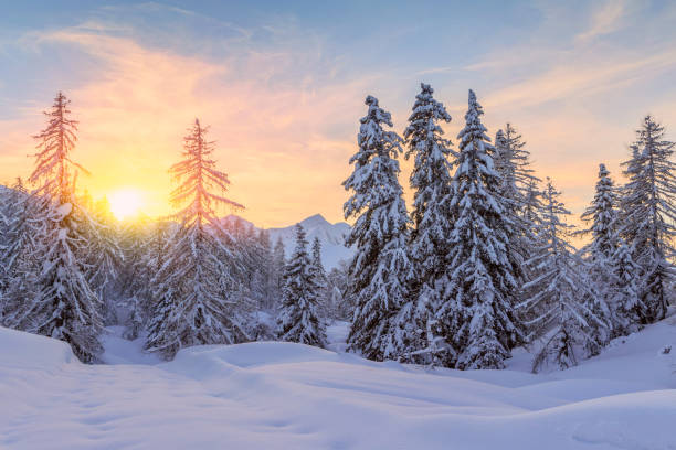 istock Trees covered with hoarfrost and snow in mountains 913696966