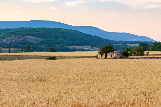 Golden wheat field and sunset day near Sault, Provence-France