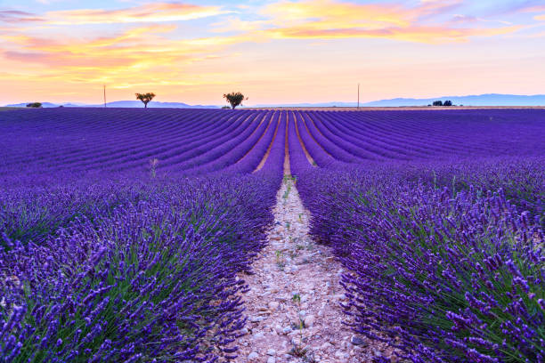 istock Lavender field summer landscape near Valensole 913700304