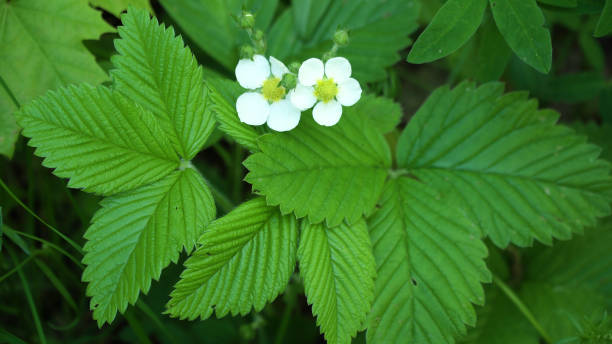 istock Flower and strawberry leaf 913701738