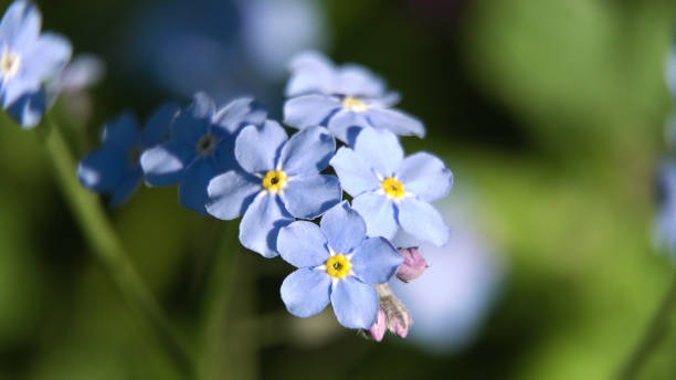 istock Beautiful blue wild flower.Macro 913701756