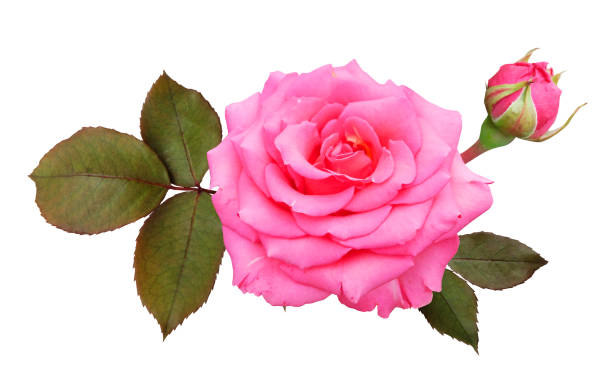 istock pink rose with leaves and bud 913704432