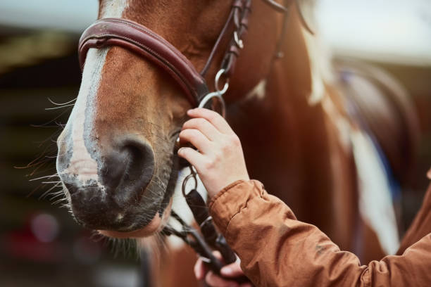 For her safety as well as her pony’s Cropped shot of a girl preparing to ride her pony on a farm bridle photos stock pictures, royalty-free photos & images