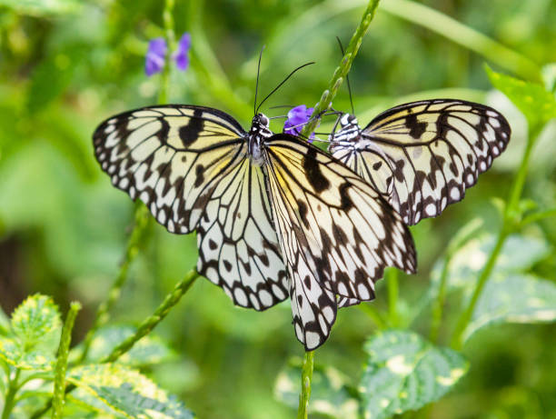 istock Cream and Black Butterflies 913705486