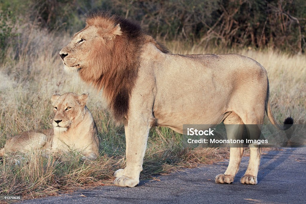 Lion de Kruger Park, Afrique du Sud - Photo de Afrique libre de droits