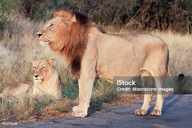 Photo libre de droit de Lion De Kruger Park Afrique Du Sud banque d'images et plus d'images libres de droit de Afrique - Afrique, Afrique méridionale, Animal femelle