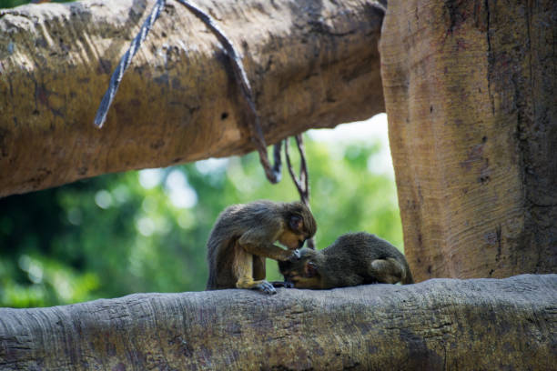 두 원숭이가 서로 lousing - rainforest monkey dead animal horizontal 뉴스 사진 이미지