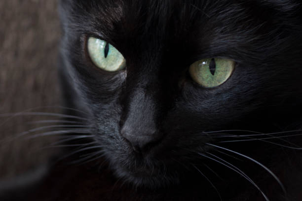 istock Black cat in the dark with glowing eyes 913712414