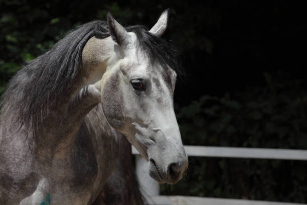 istock Andalusian dallpe grey horse portrait 913713736