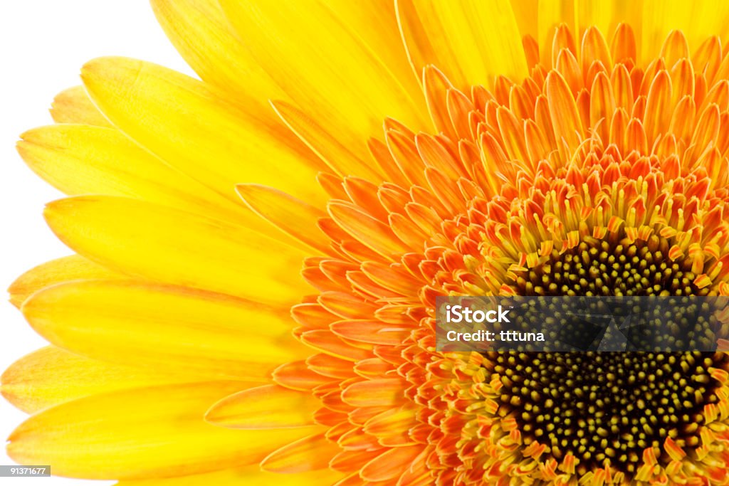 Amarelo gerbera, primavera flor de beleza na natureza - Foto de stock de Acima royalty-free