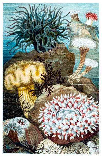 illustrations, cliparts, dessins animés et icônes de illustration de l’anémone de mer - etching starfish engraving engraved image