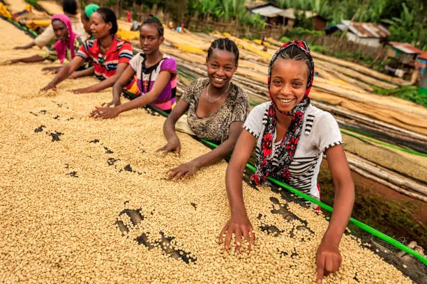 African girls and women sorting coffee beans on coffee farm, Ethiopia, Africa. Little children are working under tables - they picking up every single coffee bean dropped accidentally by women and putting these dropped coffee beans back on the tables.
