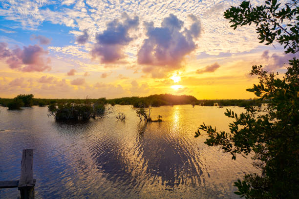 istock Mangroove sunset in Riviera Maya 913721170
