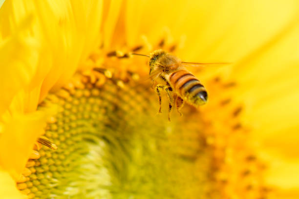 istock Honey bee collecting pollen 913721794