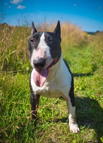 istock Bull Terrier Dog on nature on field 913722516