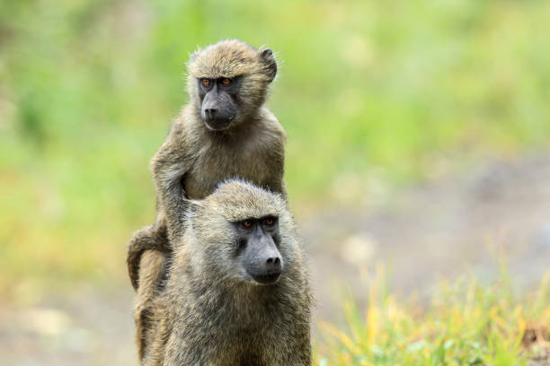 istock The Olive Baboon baby riding its mother 913725260