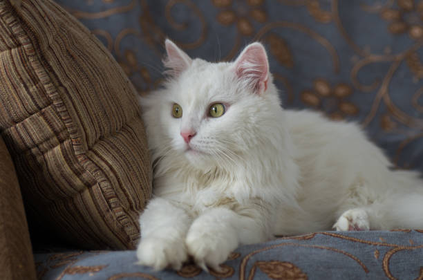 istock Portrait of the fluffy cat 913726748