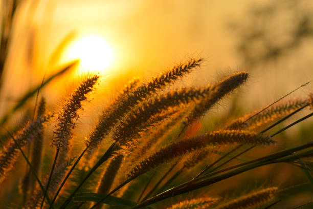 istock Flora grasses and sunset background. 913729432