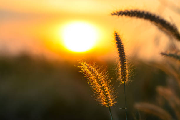 istock Flora grasses and sunset background. 913729520