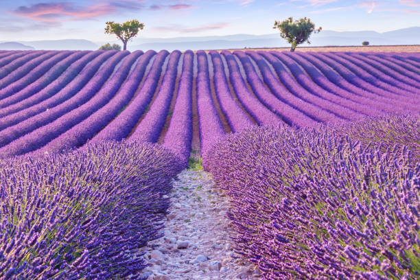 istock Lavender field summer sunset landscape 913729626