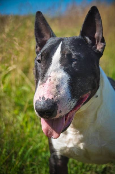 istock Bull Terrier Dog on nature on field 913729736