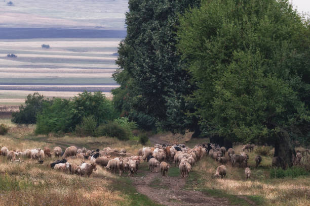istock Green rural landscape with a flock of sheep 913732500