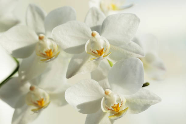 istock Orchid flower close up macro 913732908