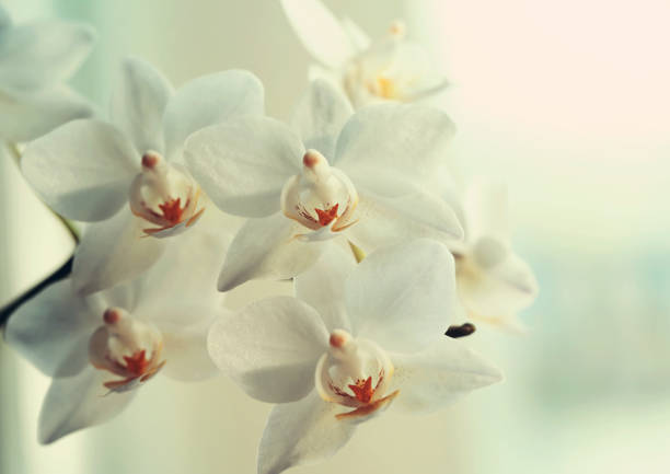 istock Orchid flower close up macro 913732940
