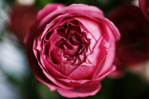 istock Rose flower beautiful background in vintage style 913733028