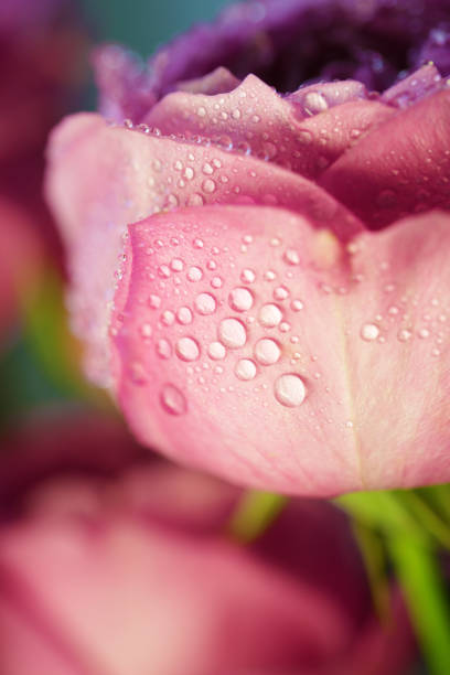 istock Rose flower beautiful background in vintage style 913733272