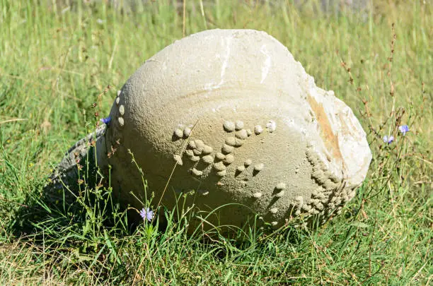 Photo of Concretions growing up, old trovant natural formed, cement sand, Romania Europe, close up