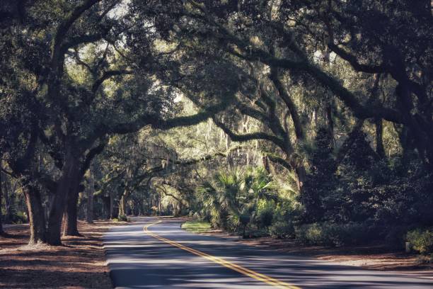 istock Hilton Head, South Carolina, Live Oak Tree Canopy Over Road 913740140