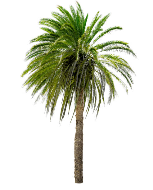 パームトリーには、広々としたお部屋 - palm tree tree isolated landscaped ストックフォトと画像