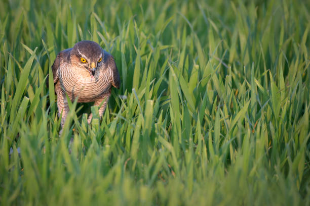 Sparrowhawk Hunting stock photo