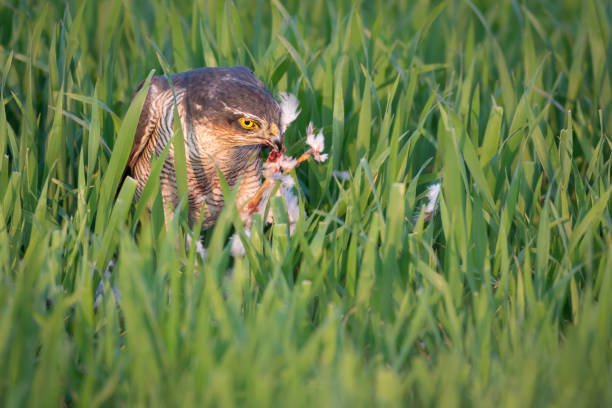 Eating Sparrowhawk stock photo