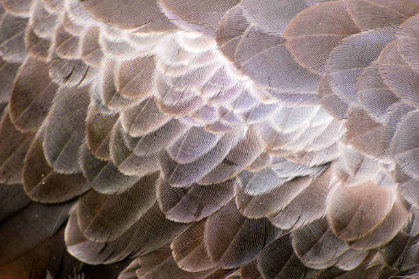 istock Feathers of a bird 913745468