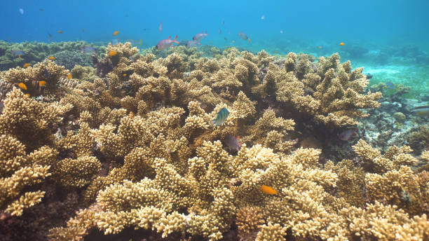 istock Coral reef and tropical fish.Philippines 913749494