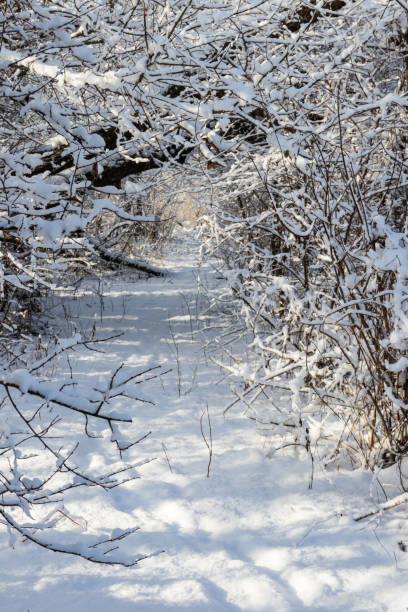 istock Footpath in snowy forest. Winter rural landscape 913749754