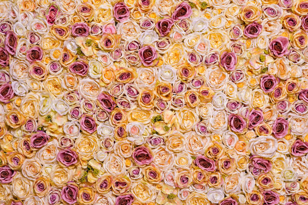 istock Background of pink and yellow roses. 913753902