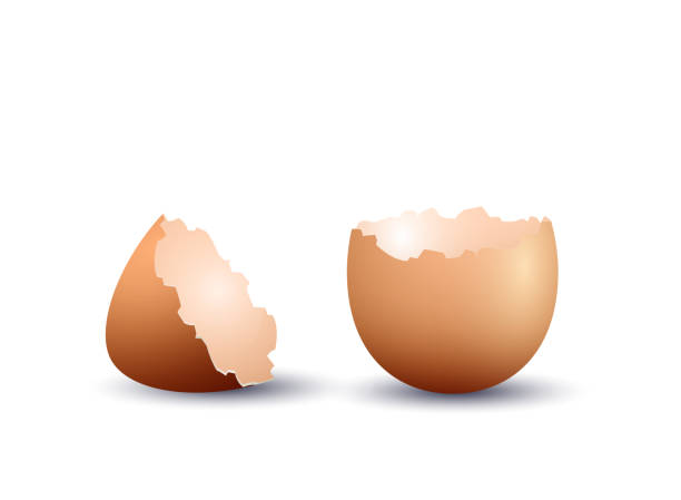 Realistic egg shell Realistic egg shell, isolated on white background. Vector illustration eggshell stock illustrations