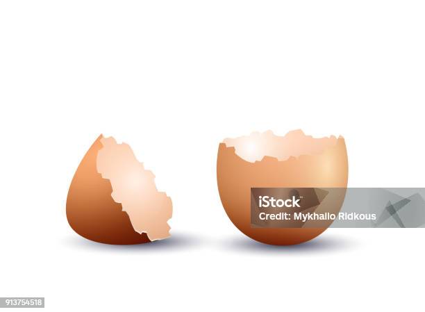 Realistic Egg Shell Stock Illustration - Download Image Now - Eggshell, Egg - Food, Animal Shell
