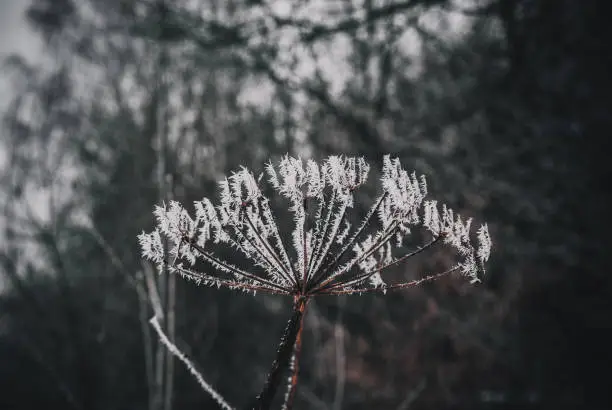 inflorescence is covered with frost