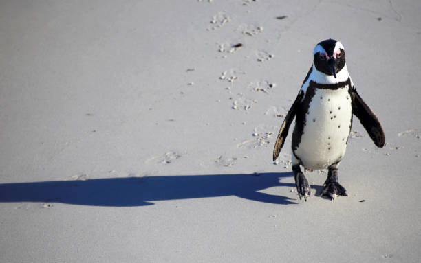 istock A solitary penguin on a beach 913758198